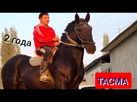 Видео: ЧЫКТЫ САТЫЛДЫ  РЕКОРД 