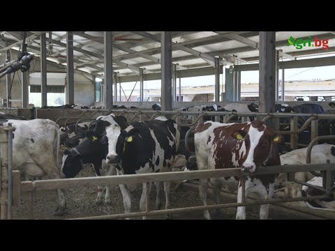 Видео: Ферма с Холщайн залага на семенен материал от бик номер едно