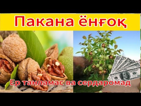 Видео: Пакана ёнғоқ / карликовый орех