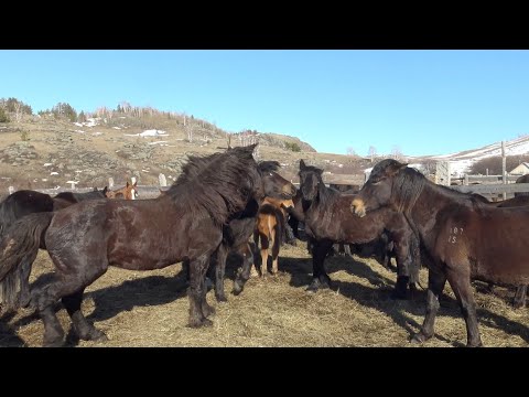 Видео: Жеребец после разлуки/ Stallion after separation