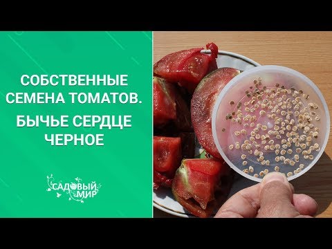 Видео: СБОР И ЗАГОТОВКА СОБСТВЕННЫХ СЕМЯН ТОМАТОВ.Проверено и правильно.