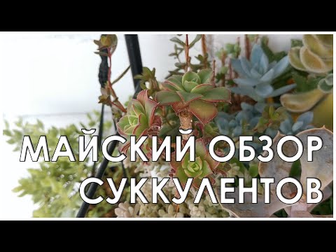 Видео: Майский обзор суккулентов
