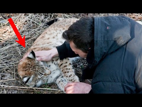 Видео: Мужчина ДОСТАЛ рысь из капкана. В то, что случилось спустя несколько лет, СЛОЖНО ПОВЕРИТЬ!