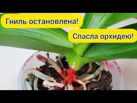 Видео: Спасаем орхидею с уценки / все ньюансы посадки, пересадки и ухода за орхидей фаленопсис