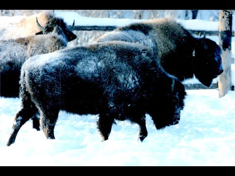 Видео: Лесные бизоны Якутии.