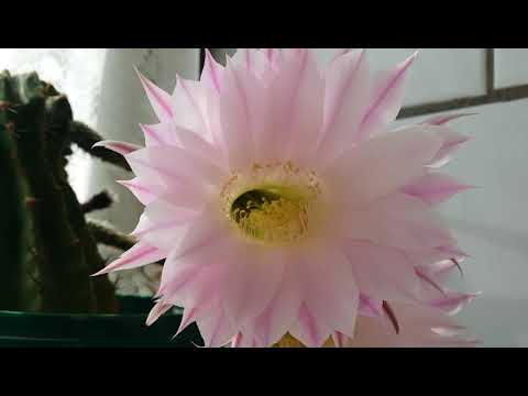 Видео: кактус на работе Эхинопсис..цветет..17.06.20.