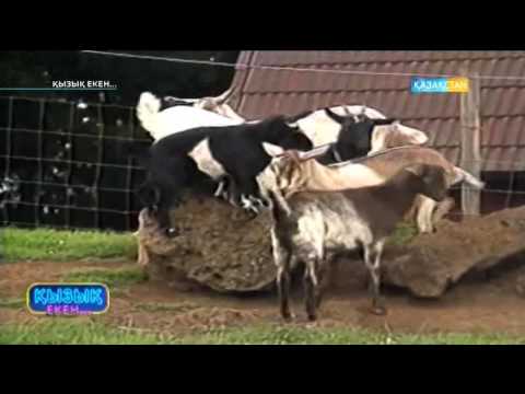 Видео: Қызық екен - Нұрдаулет Шертім, Мақсат Базарбай (17.02.2017)