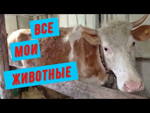 Видео: Обзор нашего хозяйства.Коровы удивляют каждый день