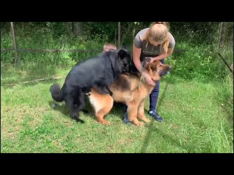 Видео: Вязка немецких овчарок / Шустрый кобель / Mating dogs with Gross ERFOLG Galateya