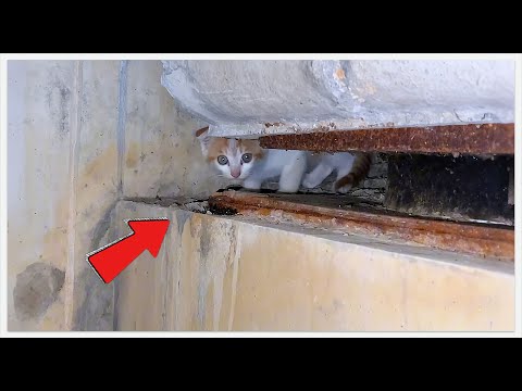 Видео: Спасите блохастого котёнка под мостом! Часовая битва с вредителями 🐱💦 #спасение #кот #животные