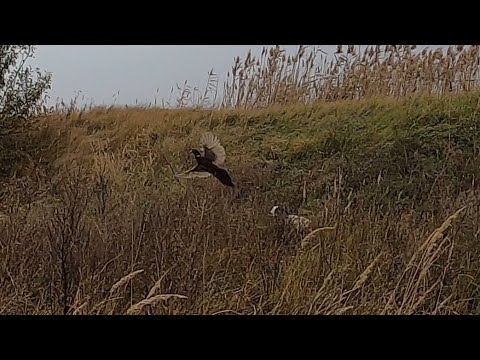 Видео: Отличная охота на фазана с собакой. Русский охотничий спаниель. Ноябрь 2021 г.