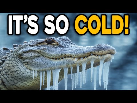 Видео: Переживет ли Джолин холод во Флориде?!