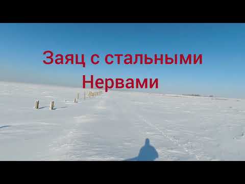 Видео: охота на зайца. Заяц со стальными нервами.