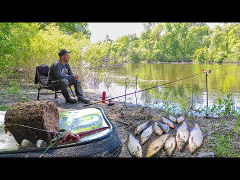 Видео: ✅Цікавий ФІДЕР весною в хащах річки ПСЕЛ. Карась, Синець, Густера