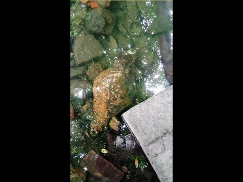 Видео: Ручей в Калининграде, ну что там можно найти?