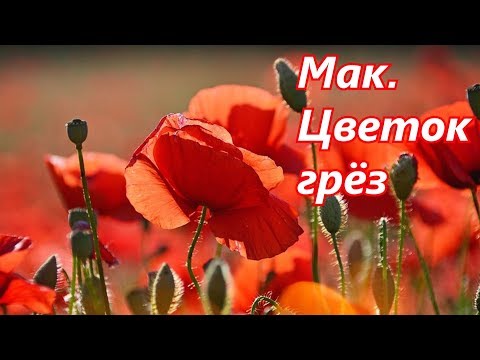 Видео: Мак. Цветок грёз