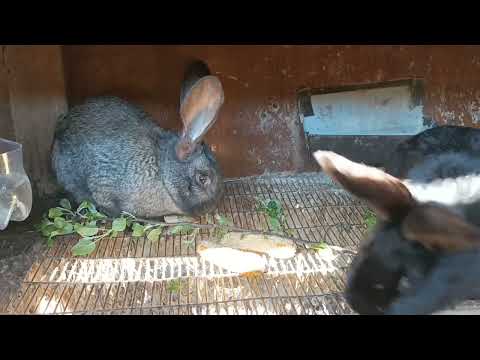 Видео: О кроликах и доме...