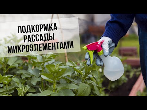 Видео: Подкормка рассады микроэлементами. Когда и чем подкормить