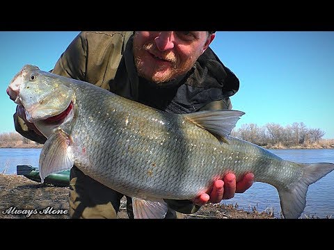 Видео: УДАЧНАЯ РЫБАЛКА ВЕСНОЙ. Крупный жерех на воблер. Река Лодка Спиннинг.