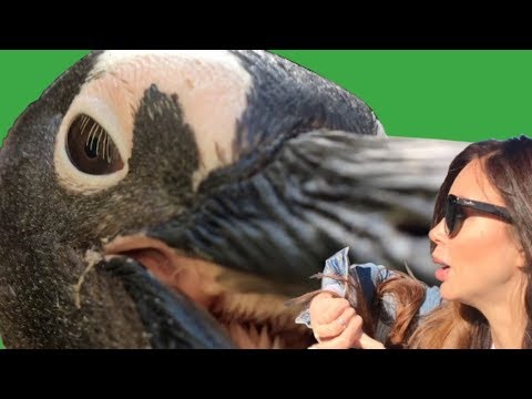 Видео: Бешеные африканские пингвины! По АФРИКЕ на машине! Часть 3