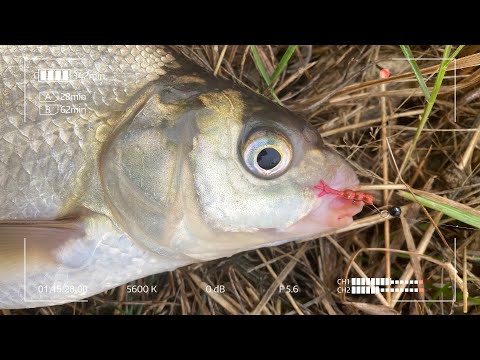 Видео: Мормышинг в канаве. Eleven Lures Chikki.