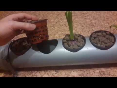 Видео: Гидропонная установка DWC из пластиковых труб. Часть 3