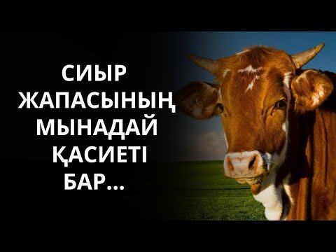 Видео: Сиыр жапасының бұл қасиетін ертерек білгенімде ғой деп өкініп қалдым. Қазақша жаңа әңгіме.