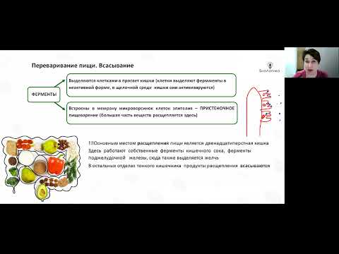 Видео: Лекция 51 Пищеварение 2