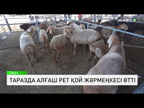 Видео: Таразда алғаш рет қой жәрмеңкесі өтті