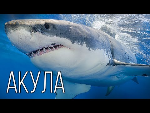 Видео: Акула: Королева рыб | Интересные факты про акул