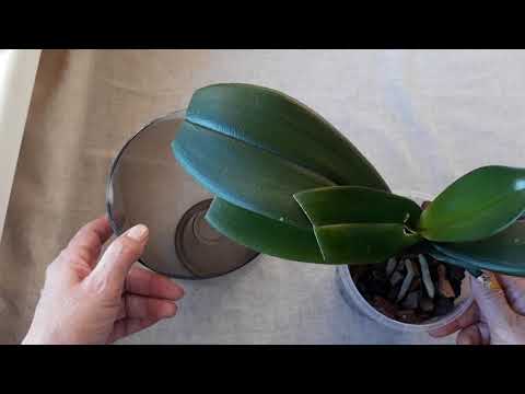 Видео: Как восстановить тургор орхидеи без подвязок и подпорок.