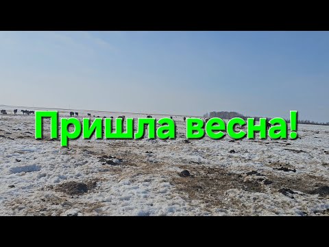 Видео: Табунное коневодство.| Раняя весна