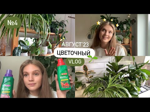 Видео: 🪴 Обзор, душ, удобрение, полив, уборка 🧽  | Цветочный VLOG №4 | Август’23 🌱