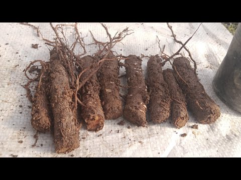 Видео: Как посадить черенки павлонии / Павлония каламчаси кандай экилади?