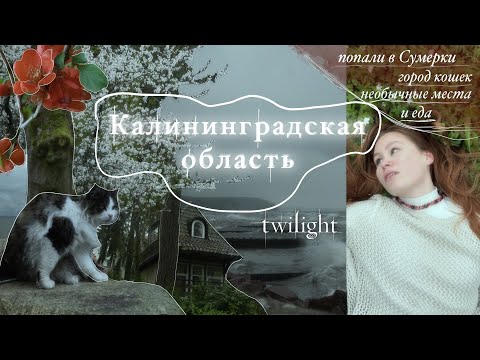 Видео: Калининградская область | попали в Сумерки, город кошек, что посетить, необычные места и еда