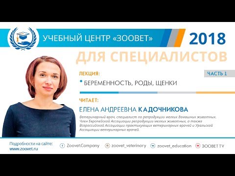 Видео: Е. А. Кадочникова в УЦ ЗООВЕТ | Беременность. Роды. Щенки. Часть 1/2
