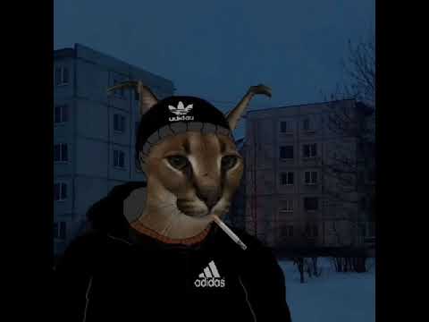 Видео: Mashup Face × Molchat Doma Юморист (1 hour)