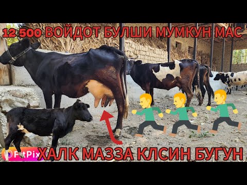Видео: АРЗОНЧИ АХМАДЖОН БУГУН ЁНДРИБ  ТАШАДИ БУ НАРХГА БОЗОРДА ЙУГ ФАКАТ ШОШЛИН ДУСЛАР БУГУН 