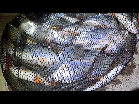 Видео: Көктемгі балық аулау