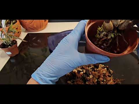 Видео: Пересадка Скальной Лаелии / Umtopfen Stein Laelia 