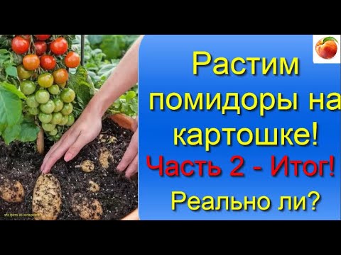 Видео: Выращивание помидор на картофеле   результат эксперимента в огороде