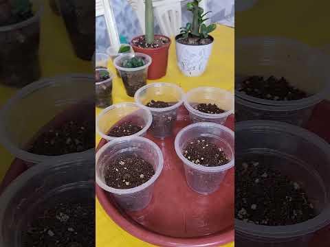 Видео: N⁰-357. Зинзи гулини бир неча хил усулда купайтирилиши ва парвариши🥰🥰🥰