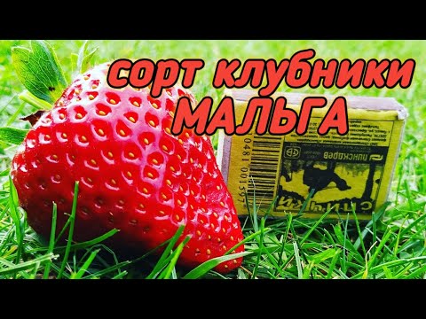 Видео: Сорт клубники МАЛЬГА. Новинка 2019г. Обзор и оценка. Belklubnika.by