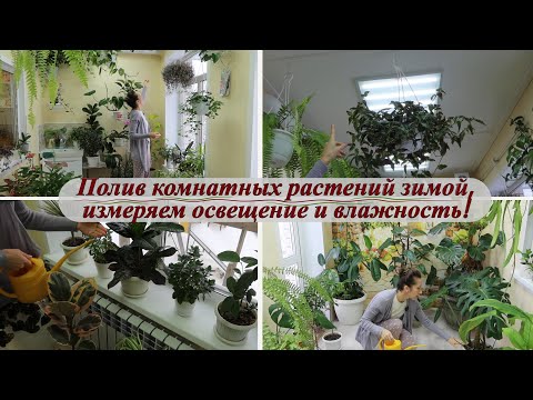 Видео: Полив комнатных растений зимой. Освещение и влажность воздуха в моём зимнем саду!