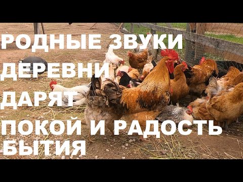 Видео: ЗВУКИ ДЕРЕВНИ-ЭТО ЗВУКИ НАСТОЯЩЕЙ ЖИЗНИ,ПОКОЯ И УМИРОТВОРЕНИЯ.ОЗДОРОВЛЕНИЕ НЕРВНОЙ СИСТЕМЫ.