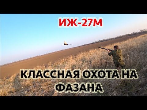 Видео: Охота на фазана с ИЖ-27М