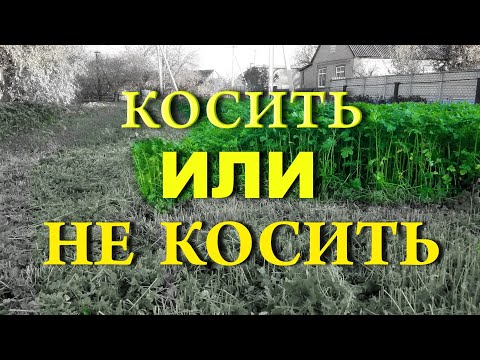 Видео: Косить или не косить горчицу на сидераты