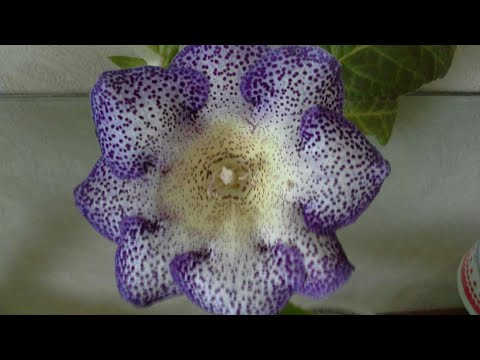 Видео: Как правильно посеять семена глоксиний