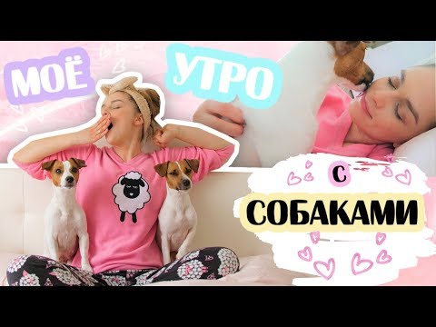 Видео: Моё утро с собаками 🐶❤🐶