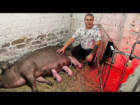 Видео:  Опорос Глории…🐷✨ Неожиданный конец 😔